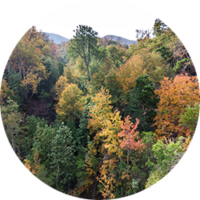 _0001_Roble-de-Santiago