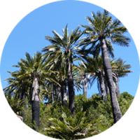 _0005_Palma-Chilena1