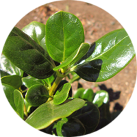 _0017_Belloto-del-Sur1