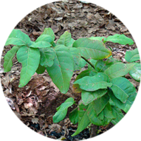 _0018_Belloto-del-Norte