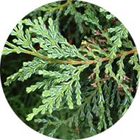 _0015_cipres-de-la-cordillera